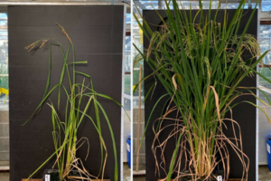 ALORA rice trials